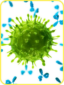 Benefits of moringa magic