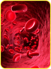 moringa magic for blood flow